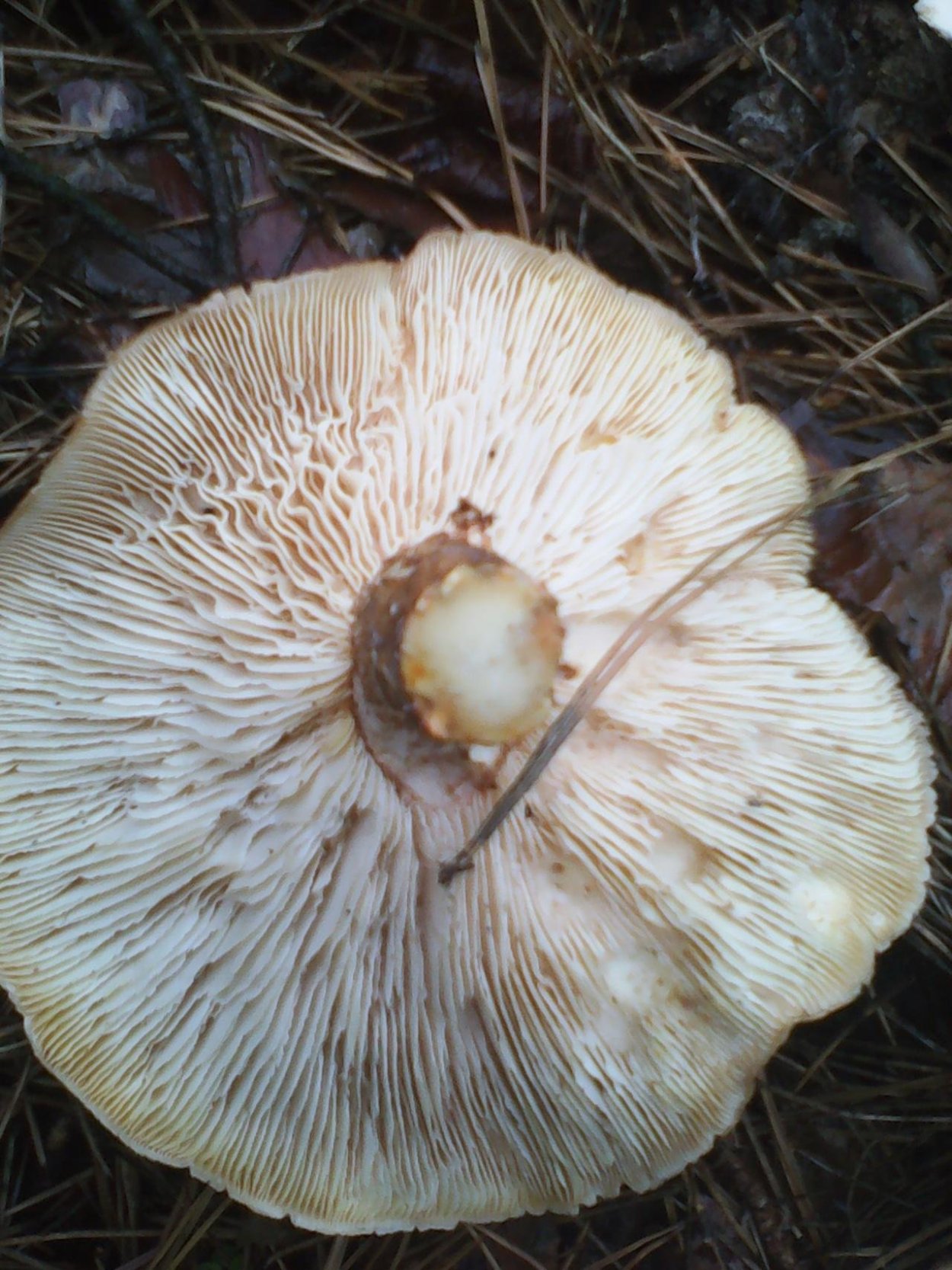 Пилолистник чешуйчатый