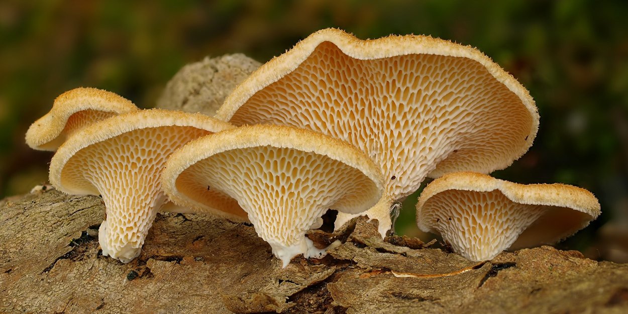 Шпальный гриб Lentinus lepideus