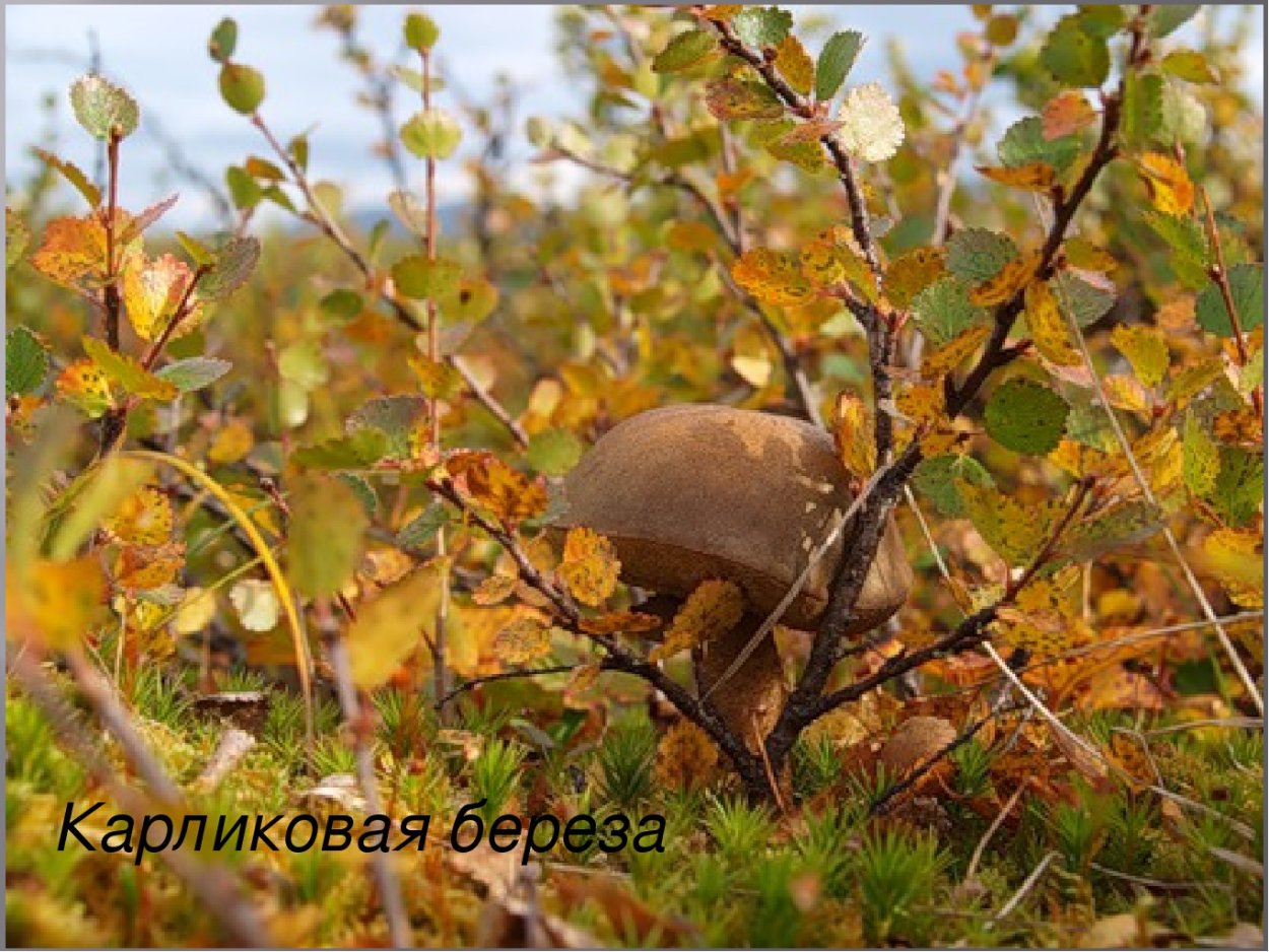 Карликовая берёзка в тундре