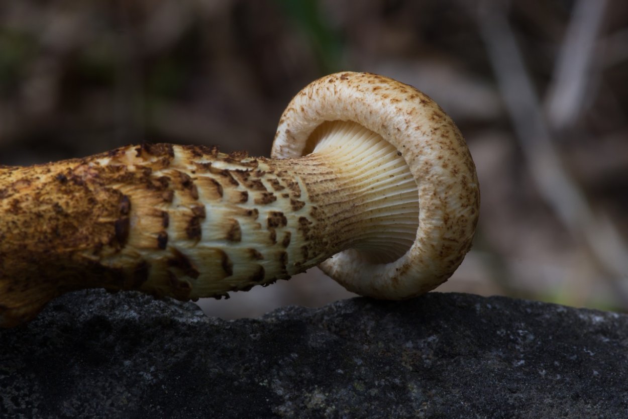 Пилолистник тигровый - древесный съедобный гриб