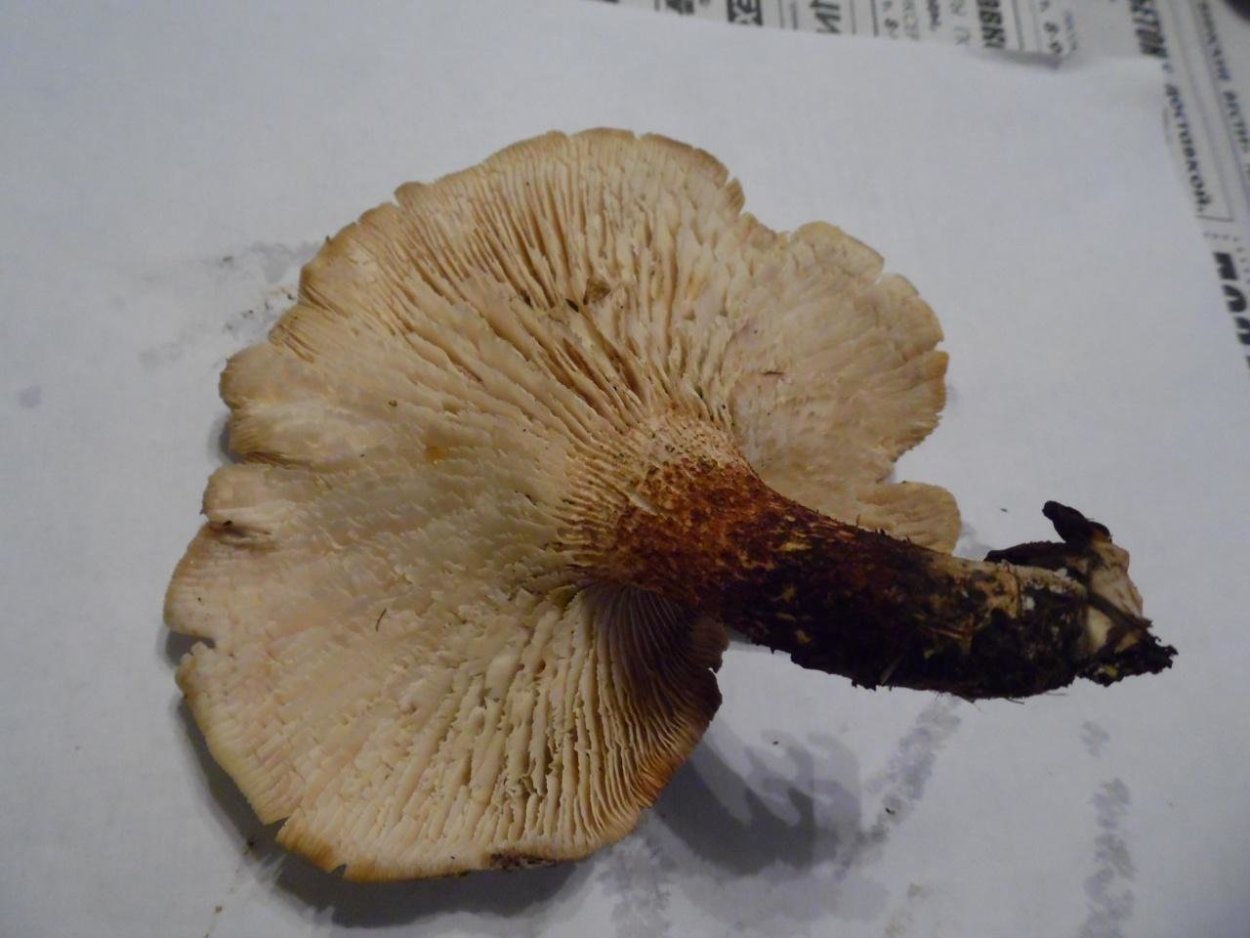 Lentinus tigrinus