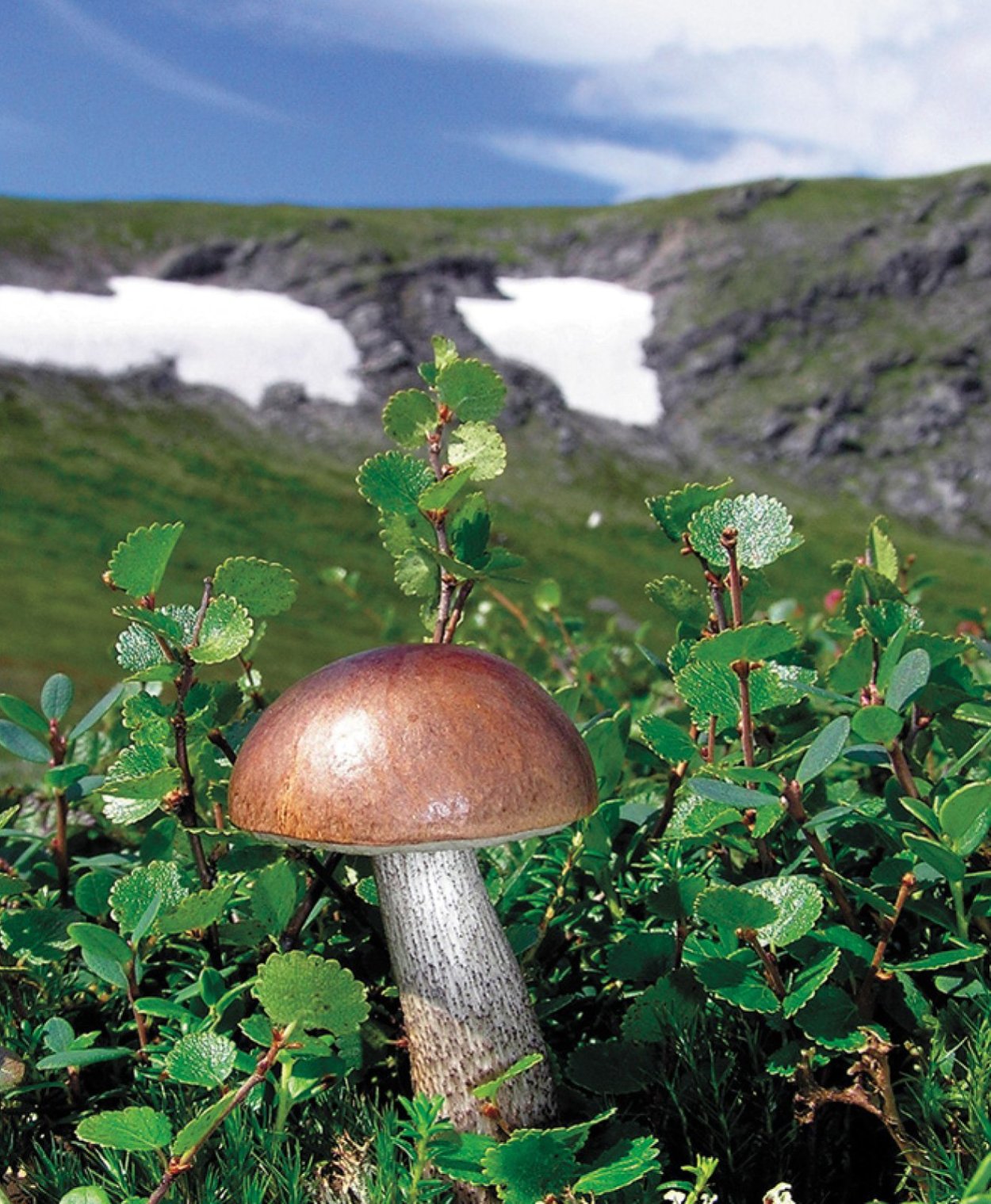 Тундра карликовая береза Морошка