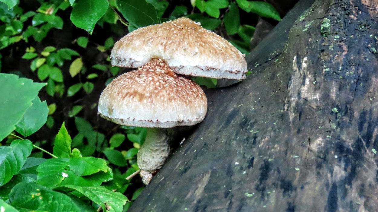 Пилолистник бокаловидный Lentinus cyathiformis