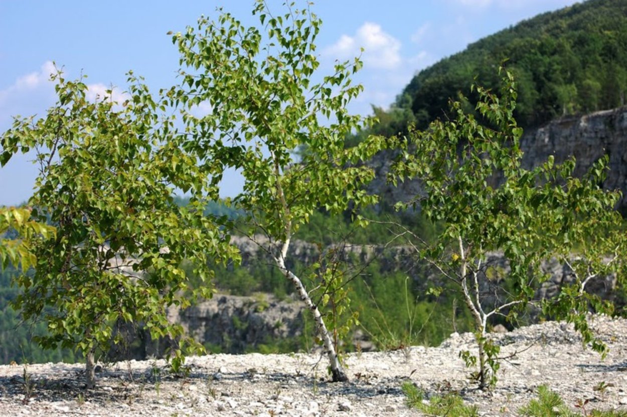 Береза карликовая Betula Nana