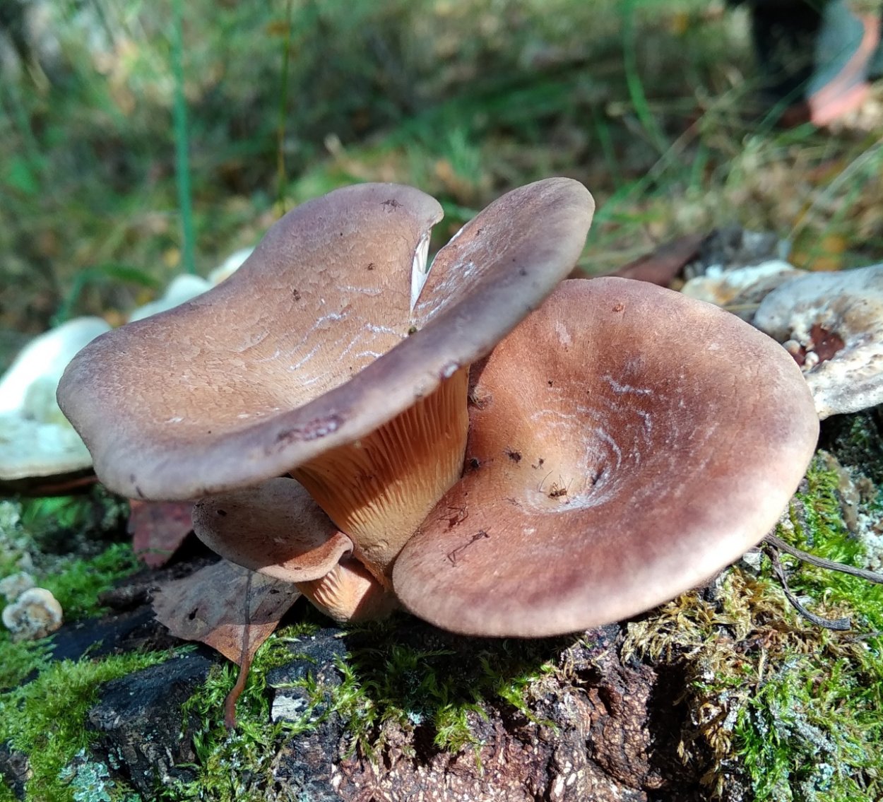 Lentinellus castoreus