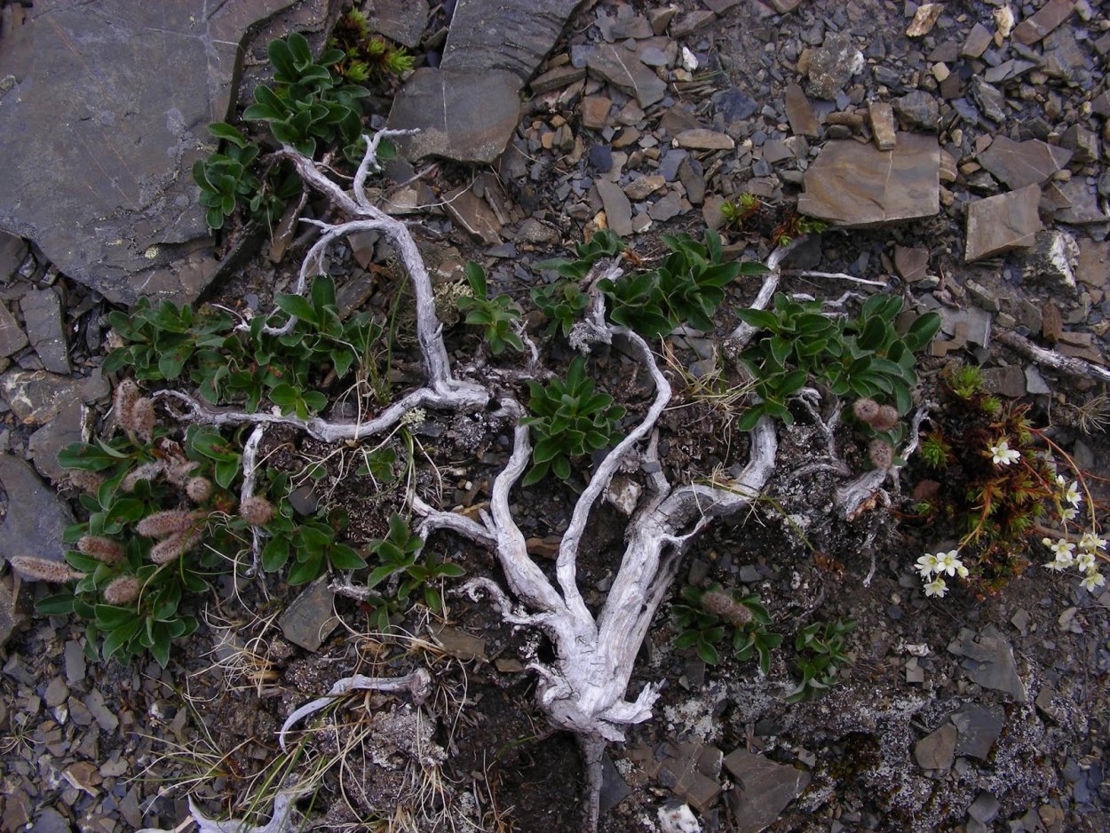 Ерник Таймырского заповедника