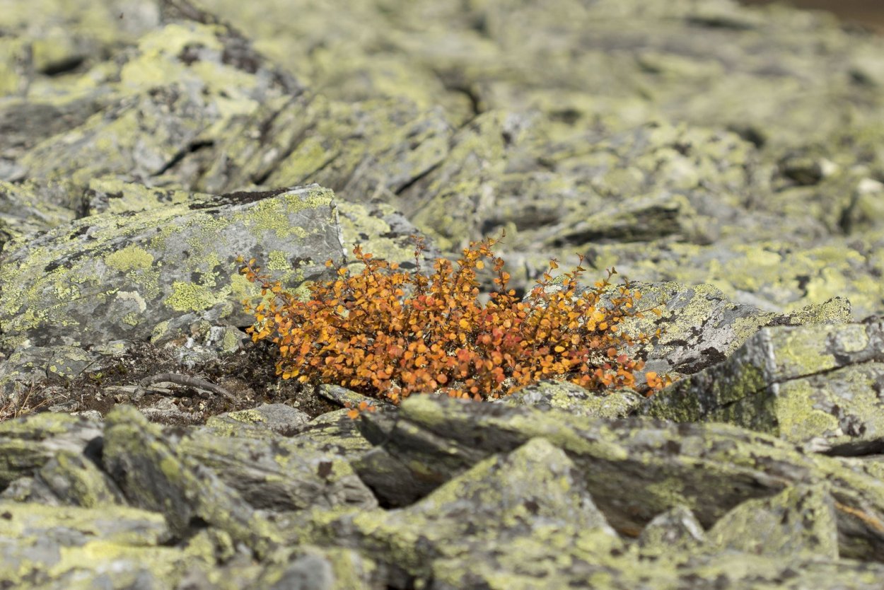 Карликовые тундровые березы