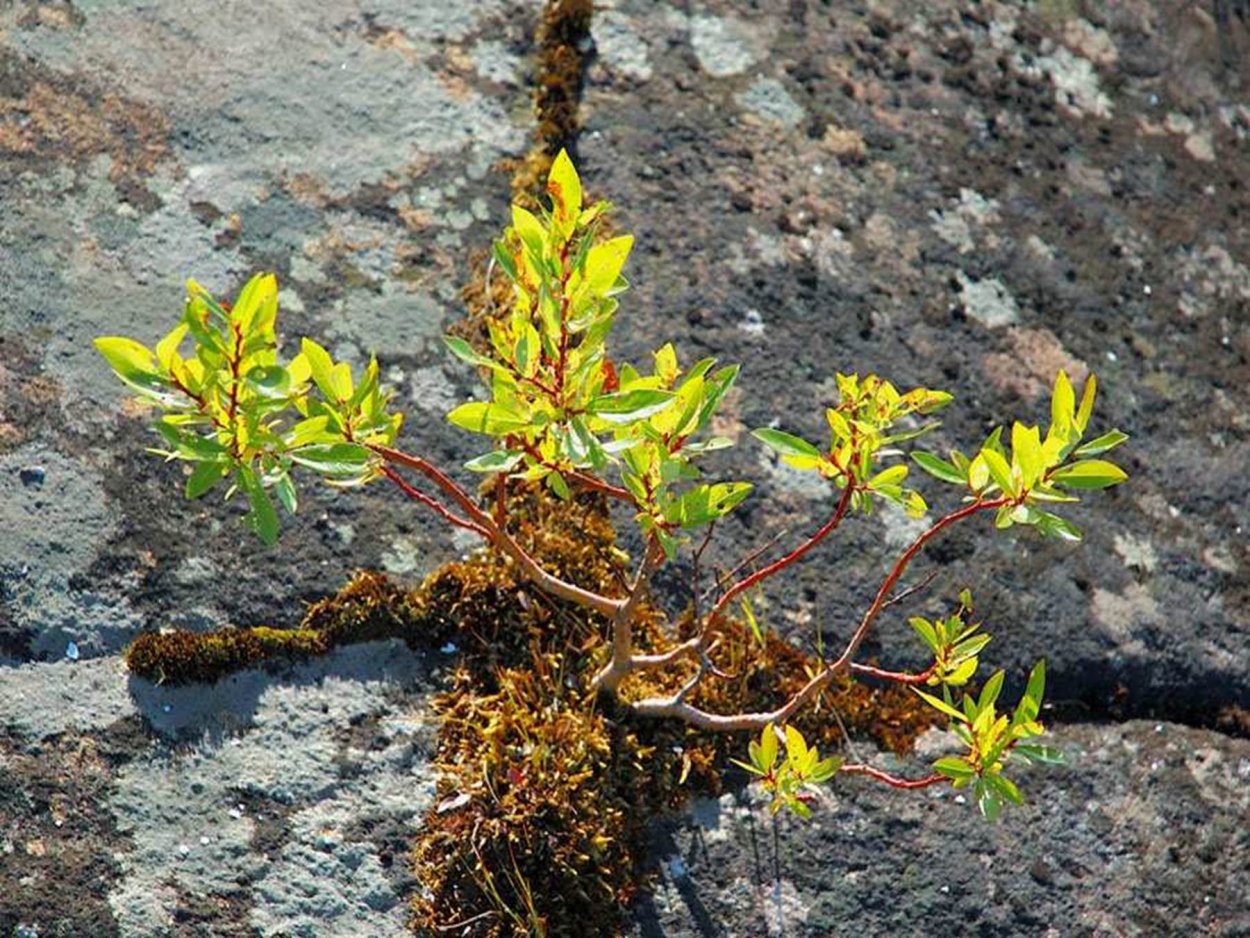 Мурманск природа сопки