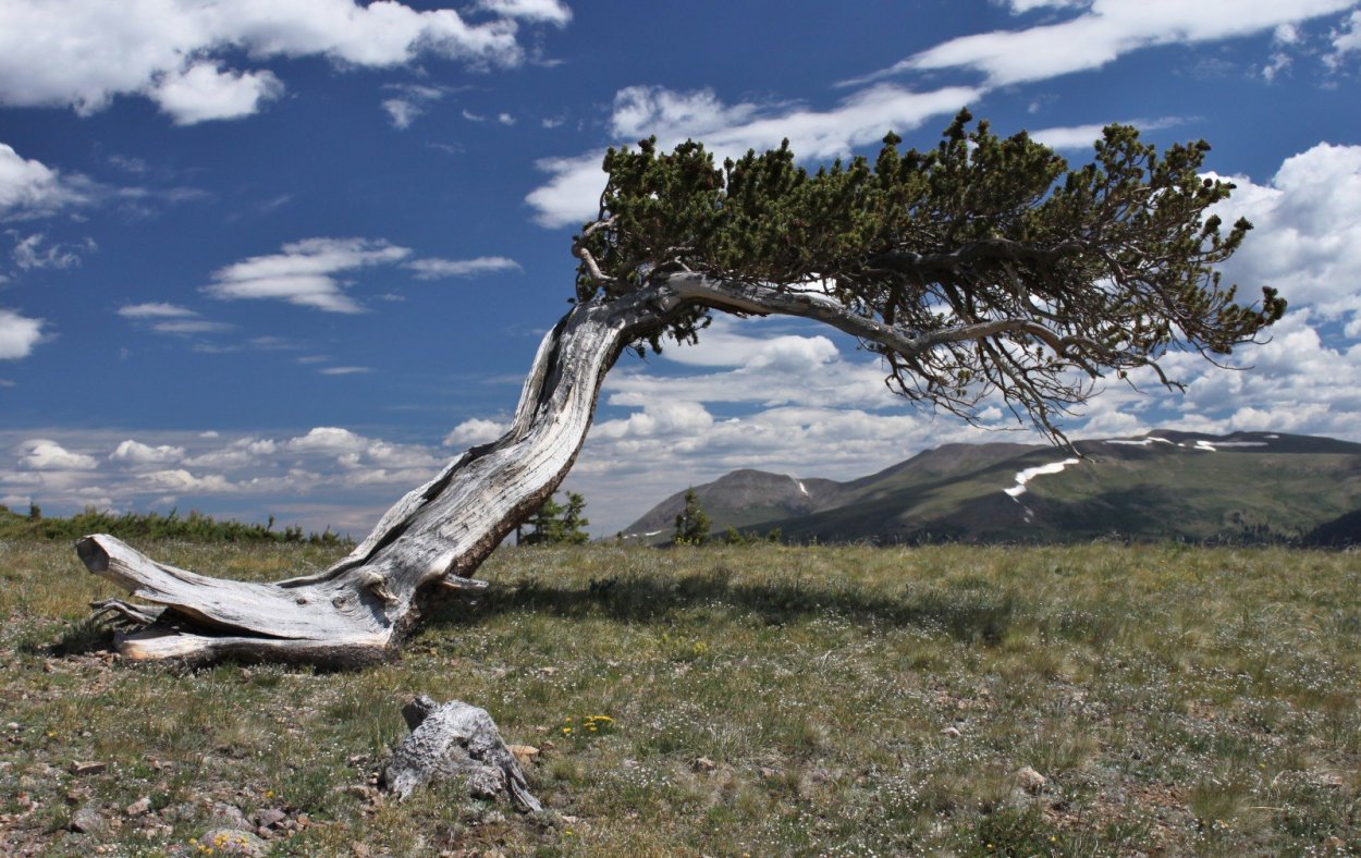 Карликовая берёза в тундре