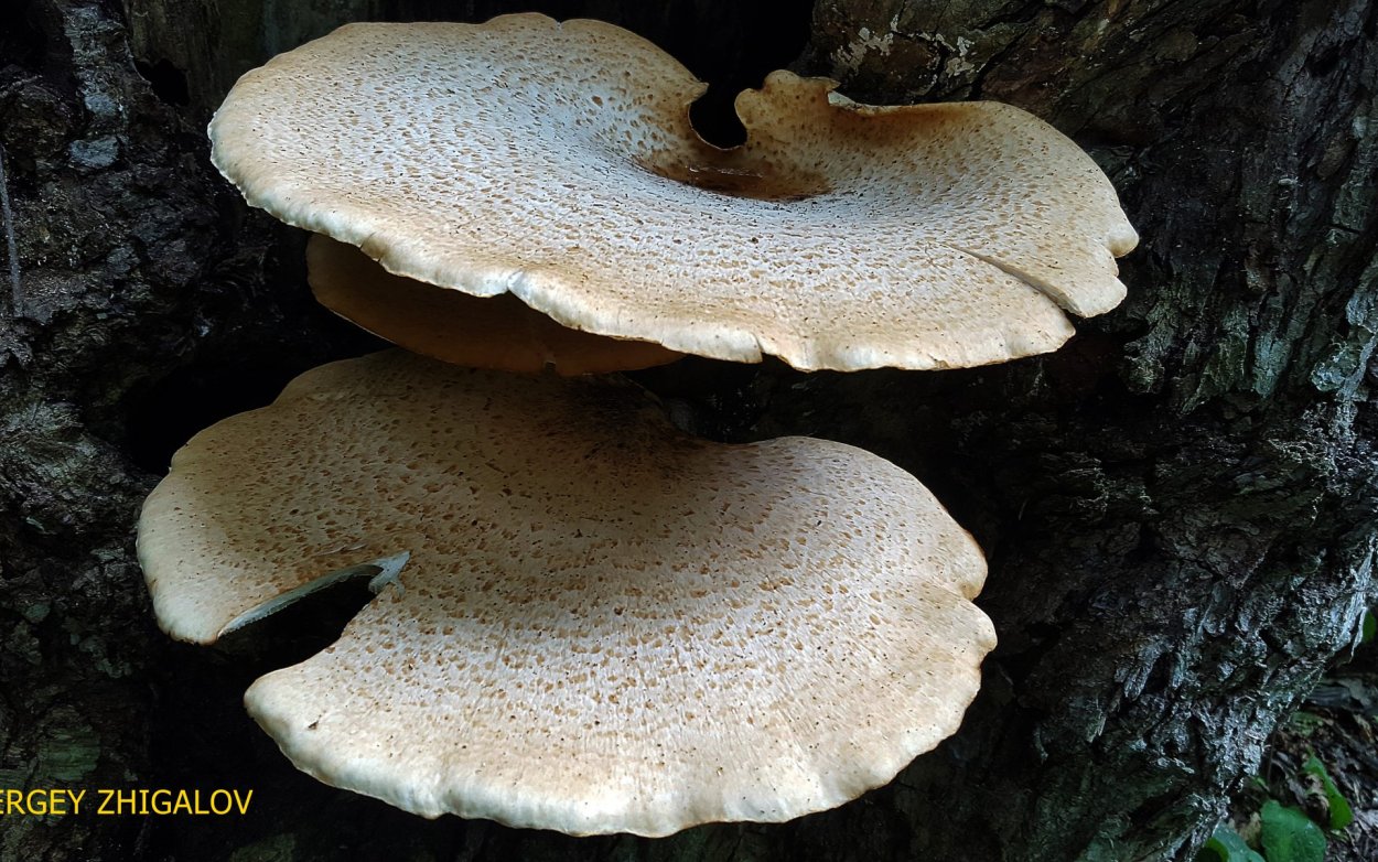 Шампиньон чешуйчатый гриб