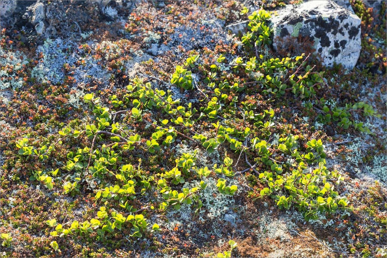 Низкорослый Березняк