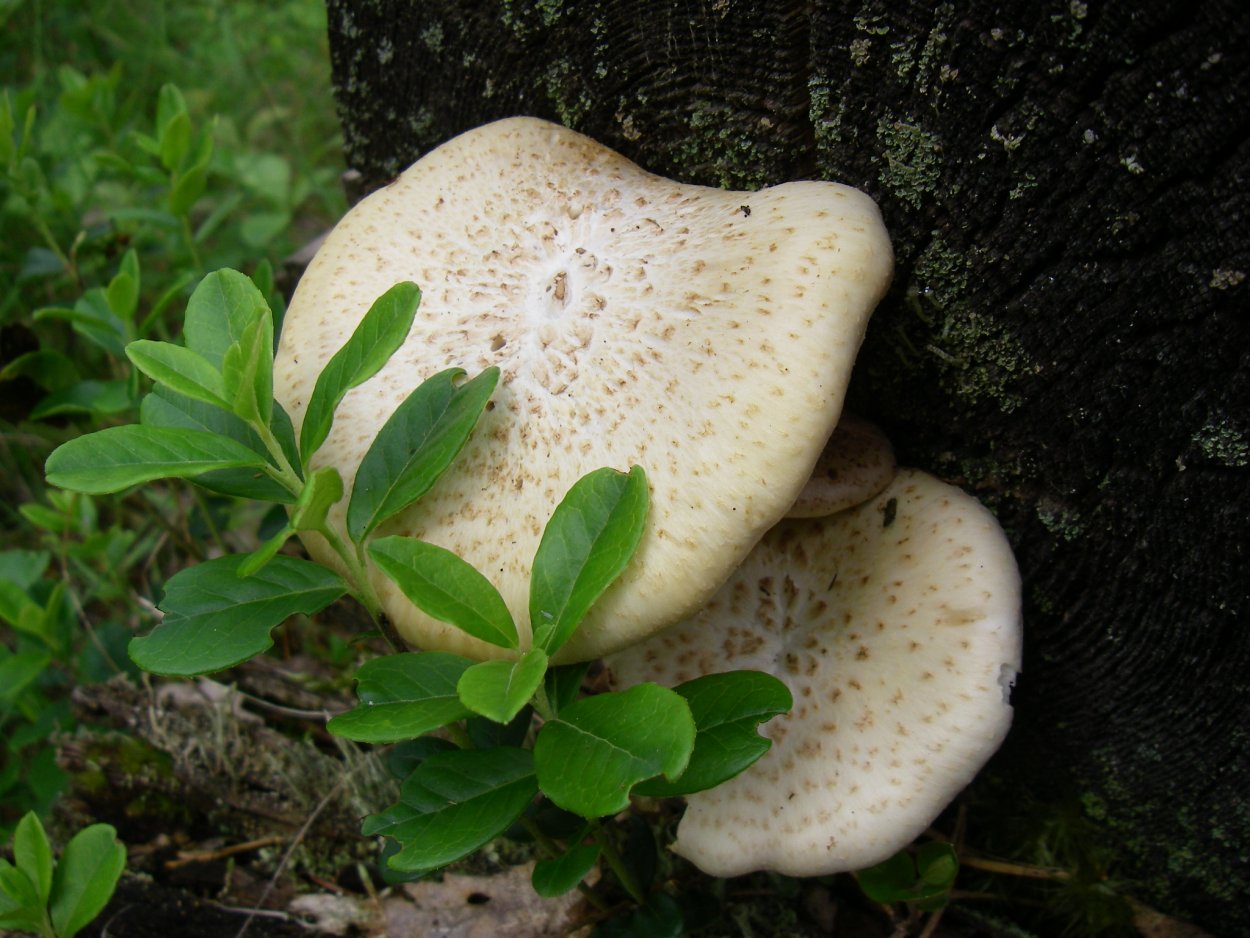 Пилолистник Волчий гриб