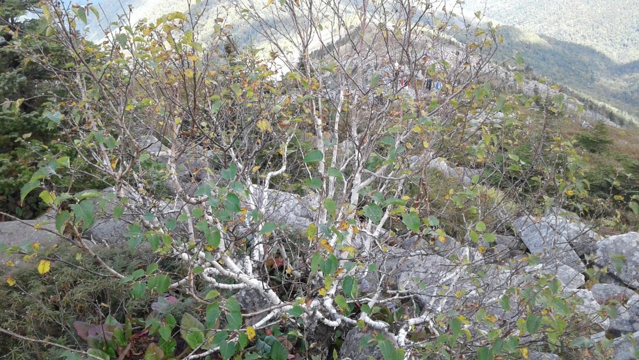 Низкорослые кустарники в тундре