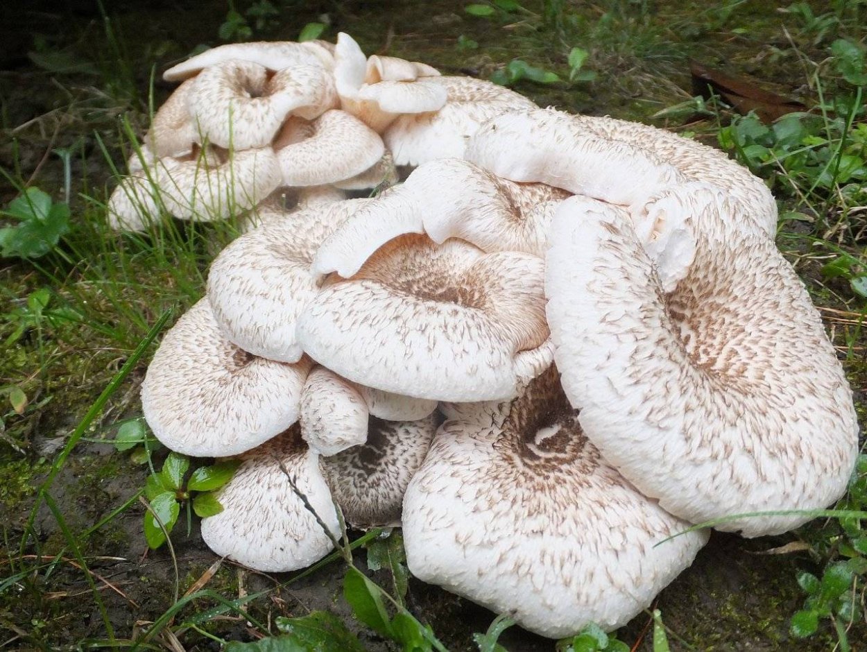 Neolentinus schaefferi