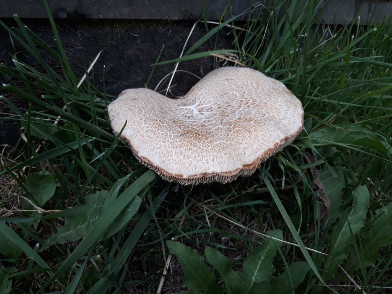 Шпальный гриб Lentinus lepideus