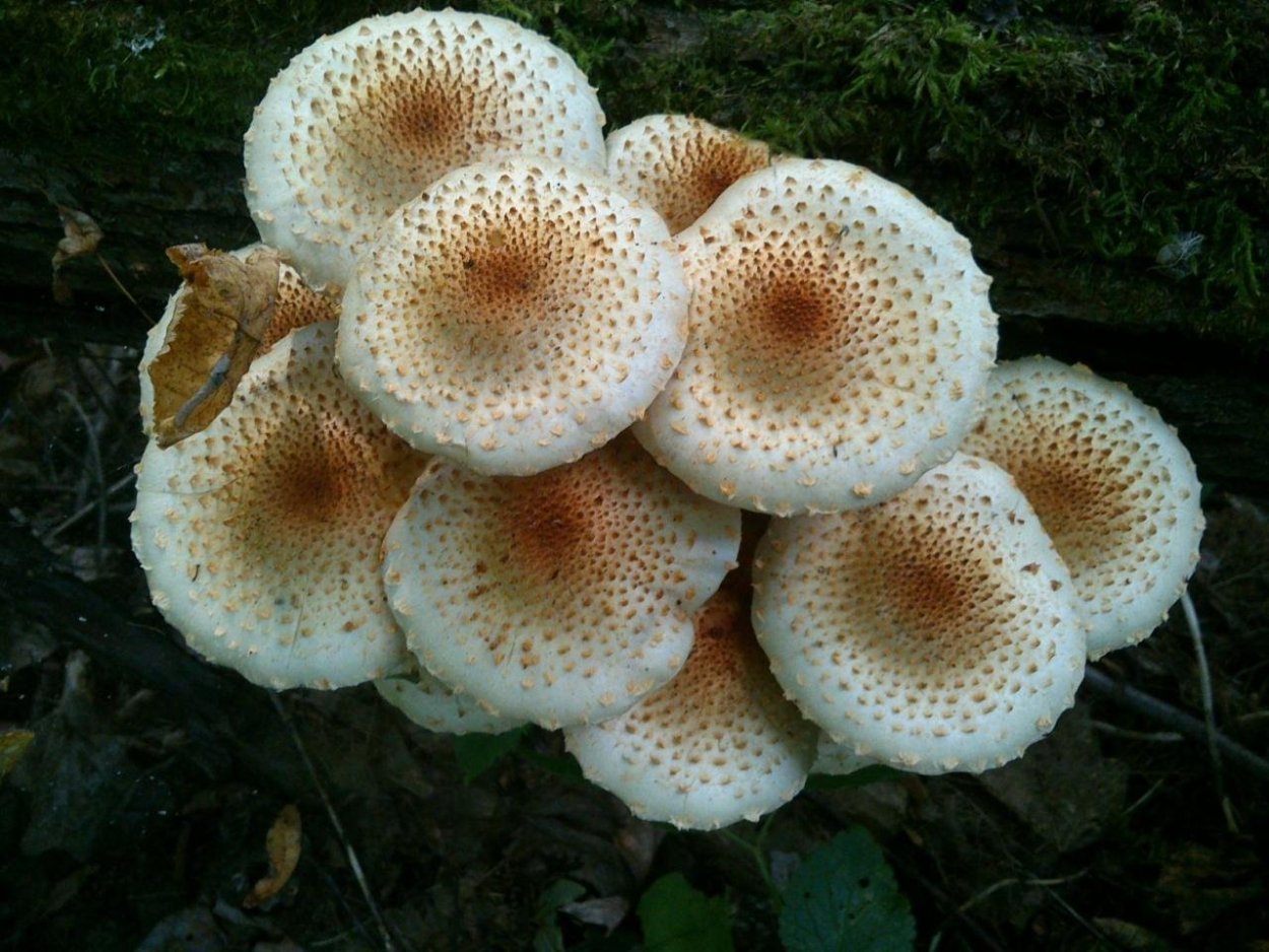 Пилолистник тигровый съедобный