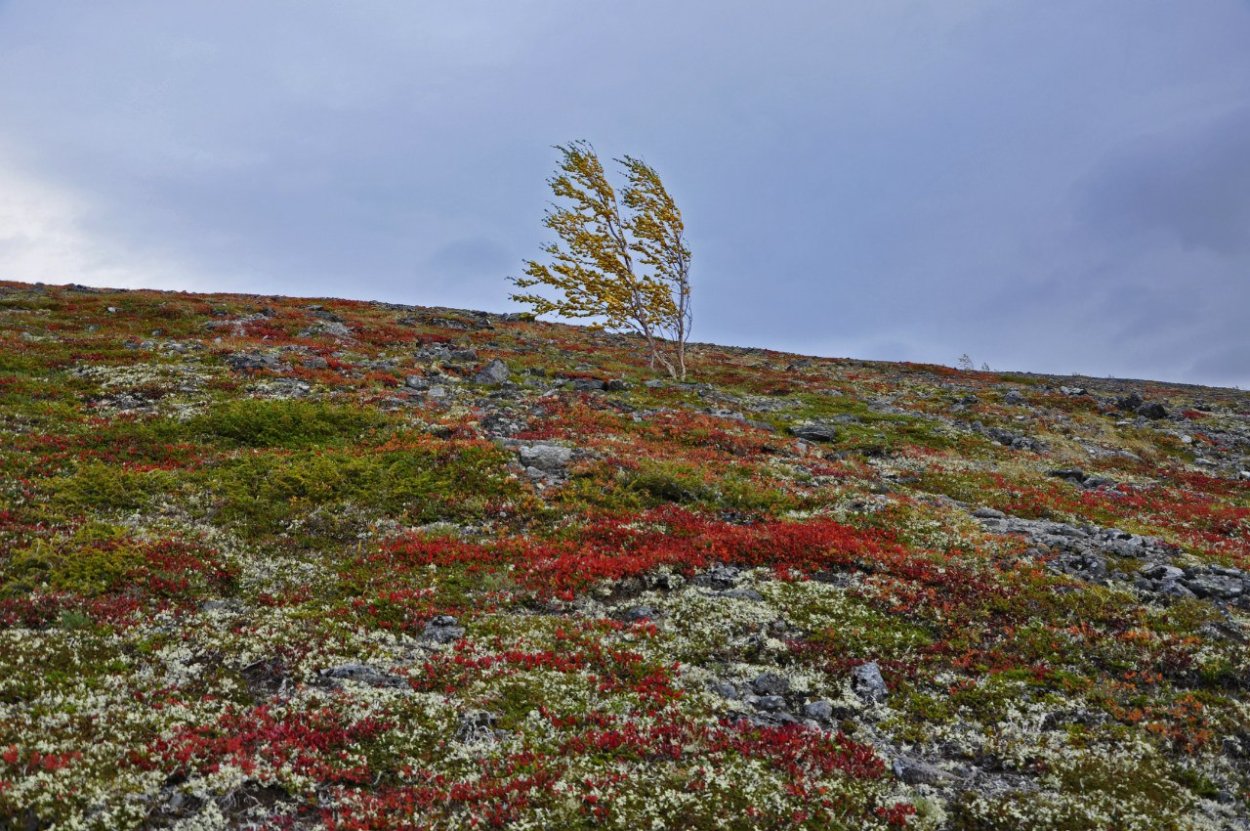 Карликовая береза купить саженец