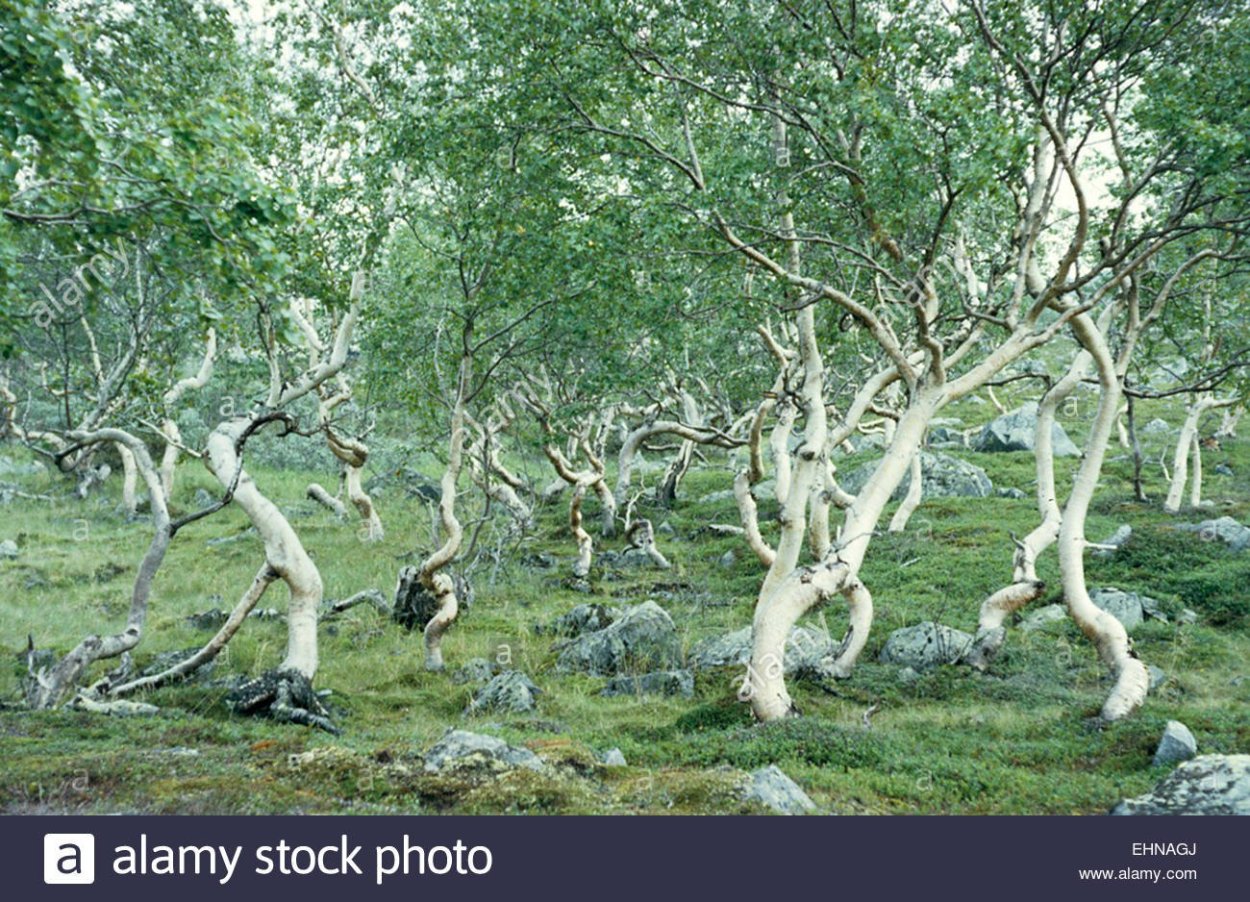 Береза карликовая Betula Nana