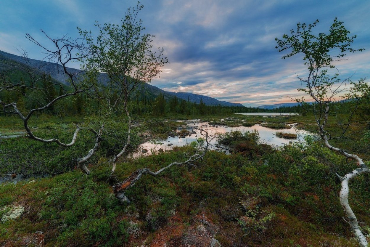 Берёза карликовая Голден Дрим