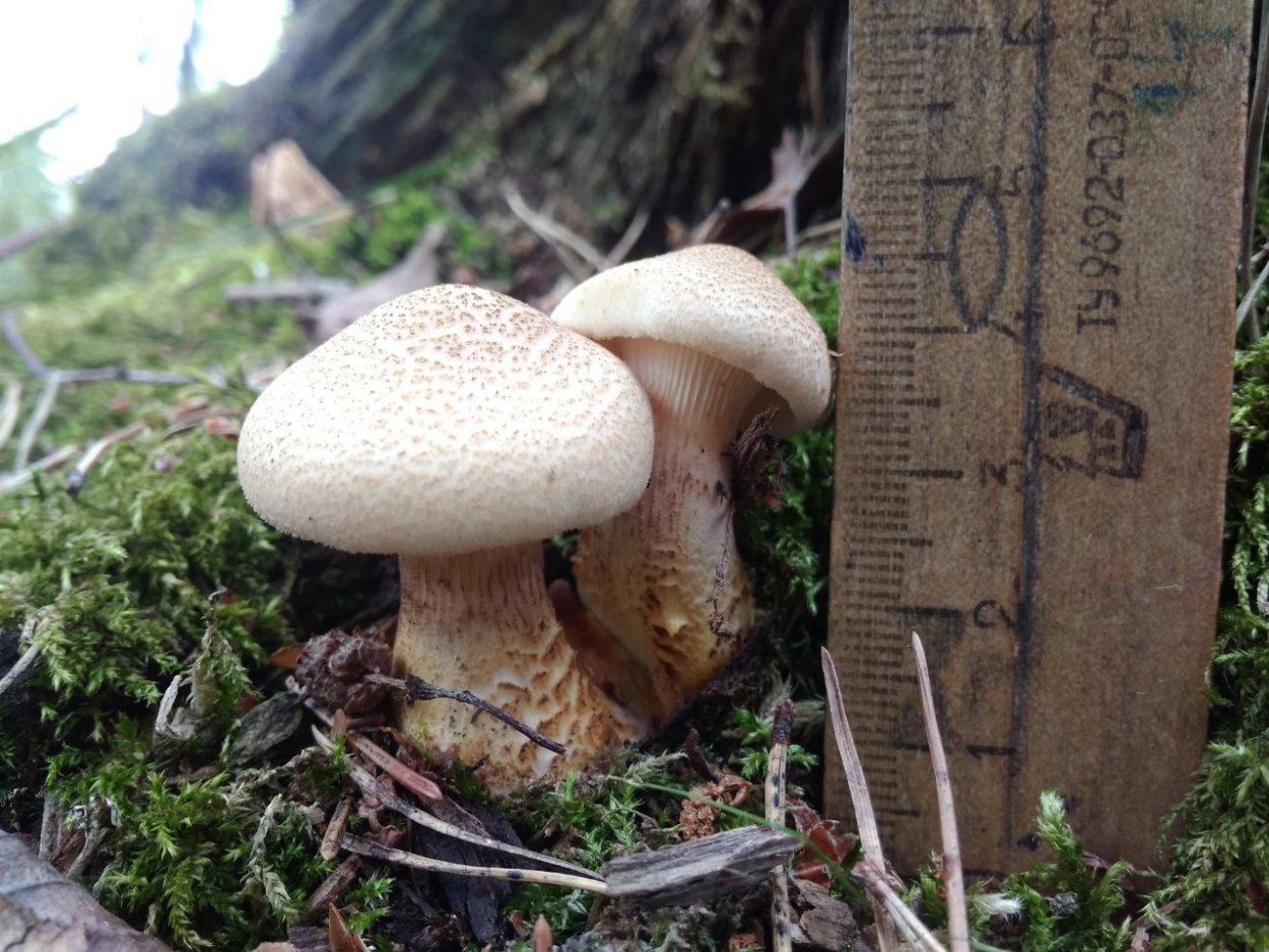 Lentinus concentricus