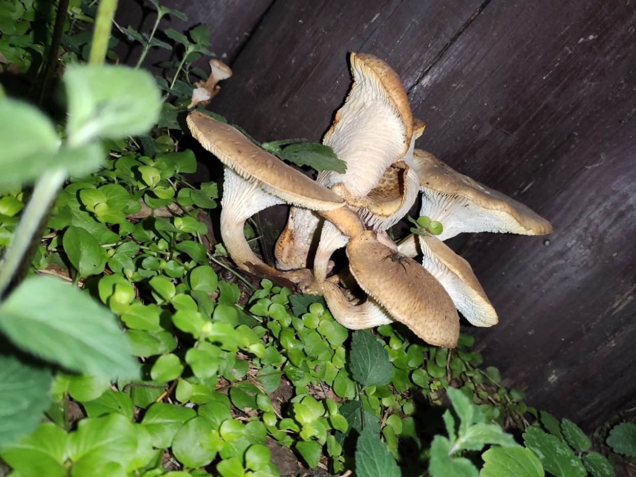 Пилолистник тигровый