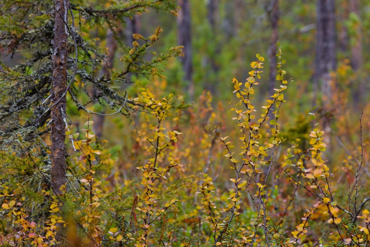 Карликовые деревья в тундре тундры