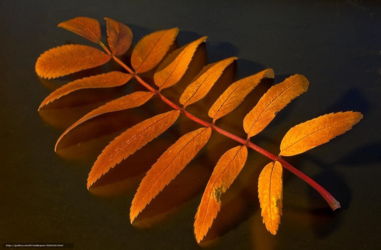 Листья рябины осенью