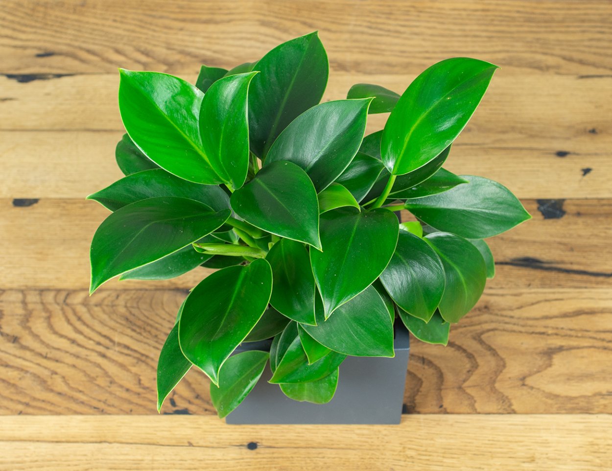 Филодендрон Грин принц