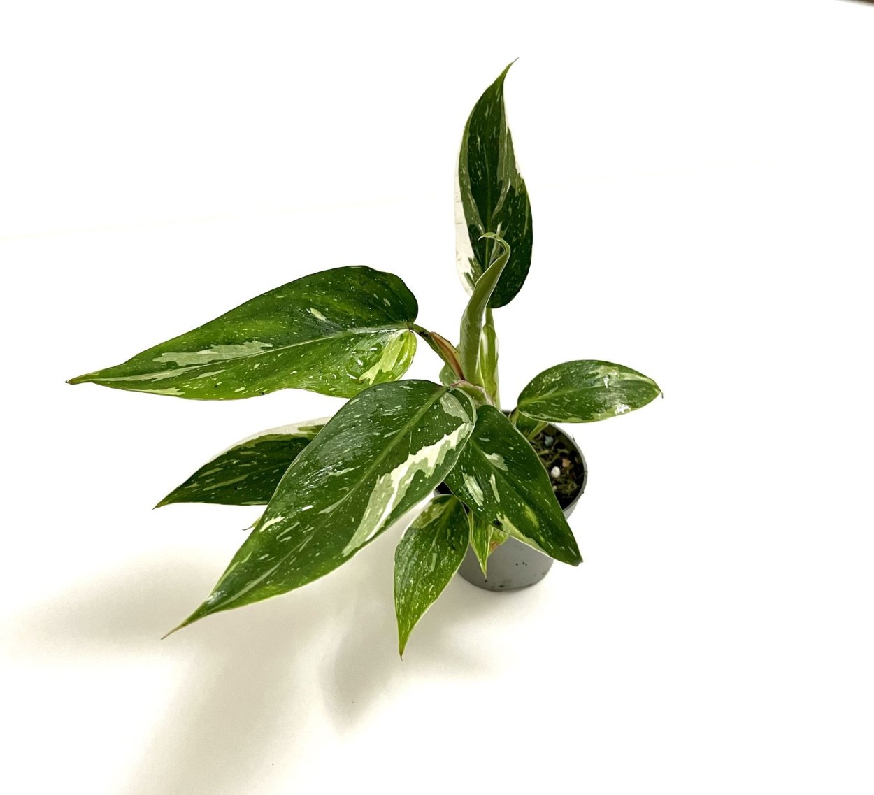 Филодендрон Pink Princess