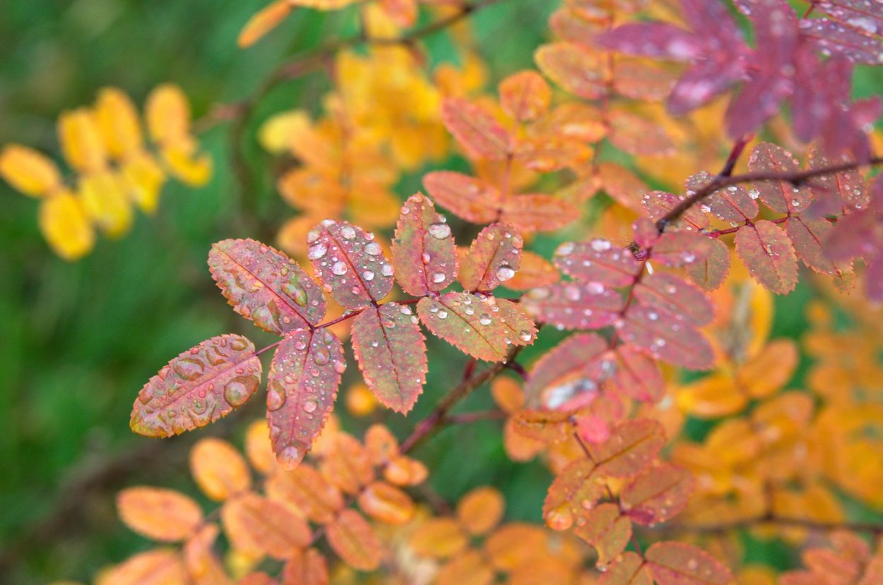 Осенние листья рябины