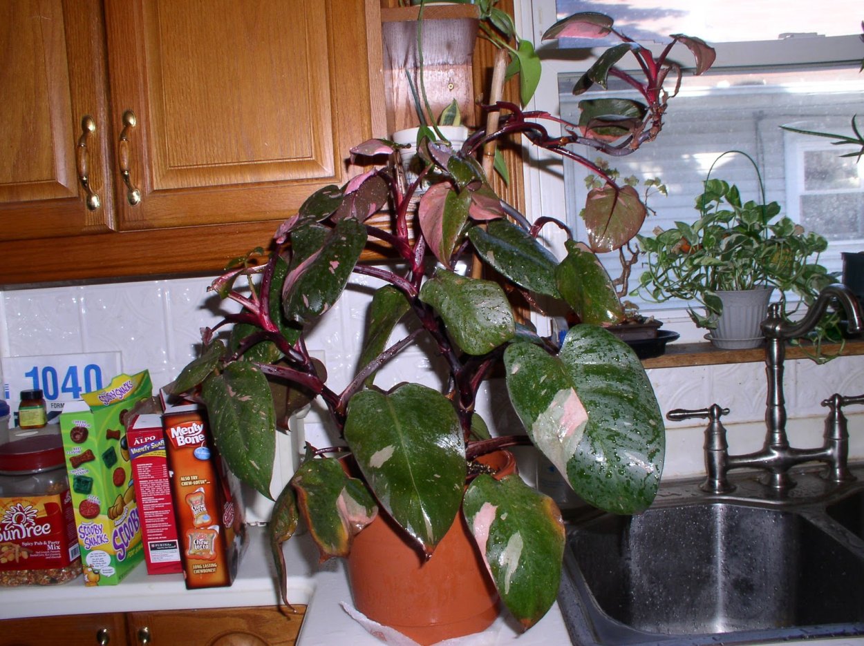 Филодендрон Ксанаду Голд