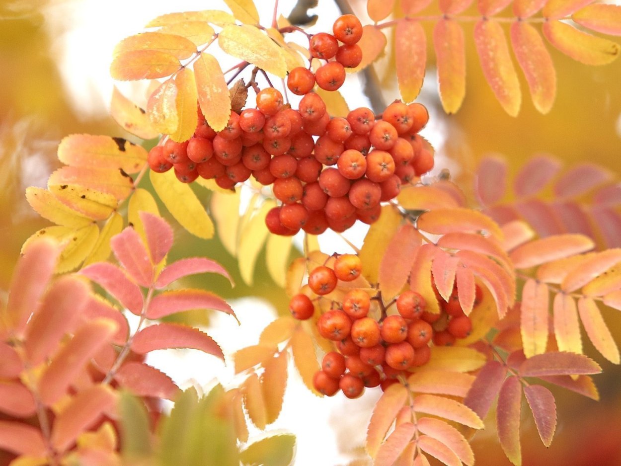 Осенняя рябина