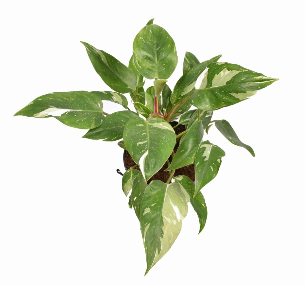 Филодендрон бородавчатый