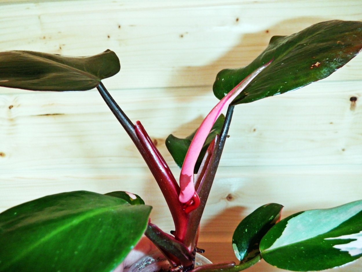 Филодендрон Вайт принцесс