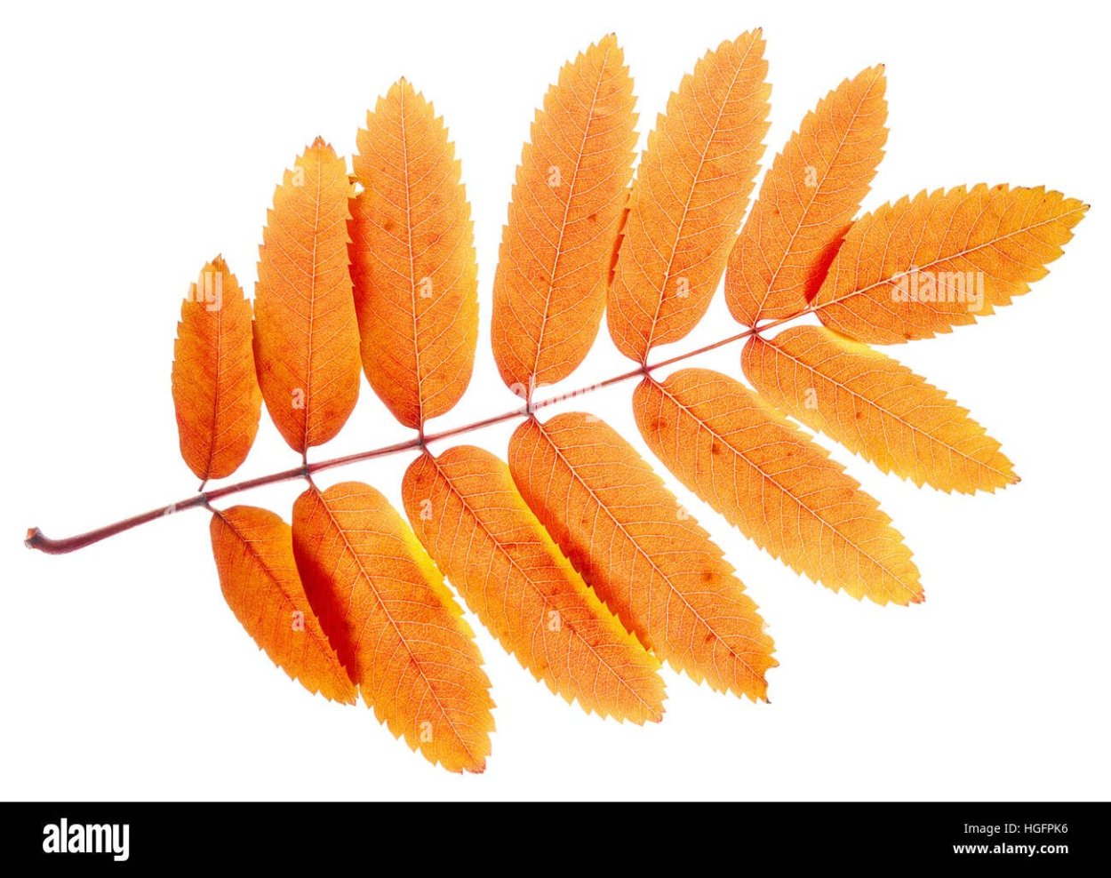 Лист рябины на белом фоне