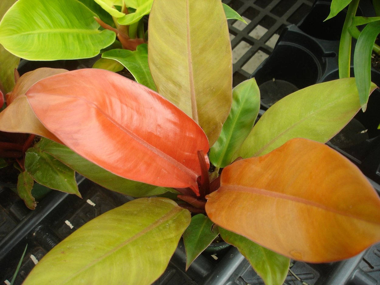 Филодендрон Спиритус Санкти