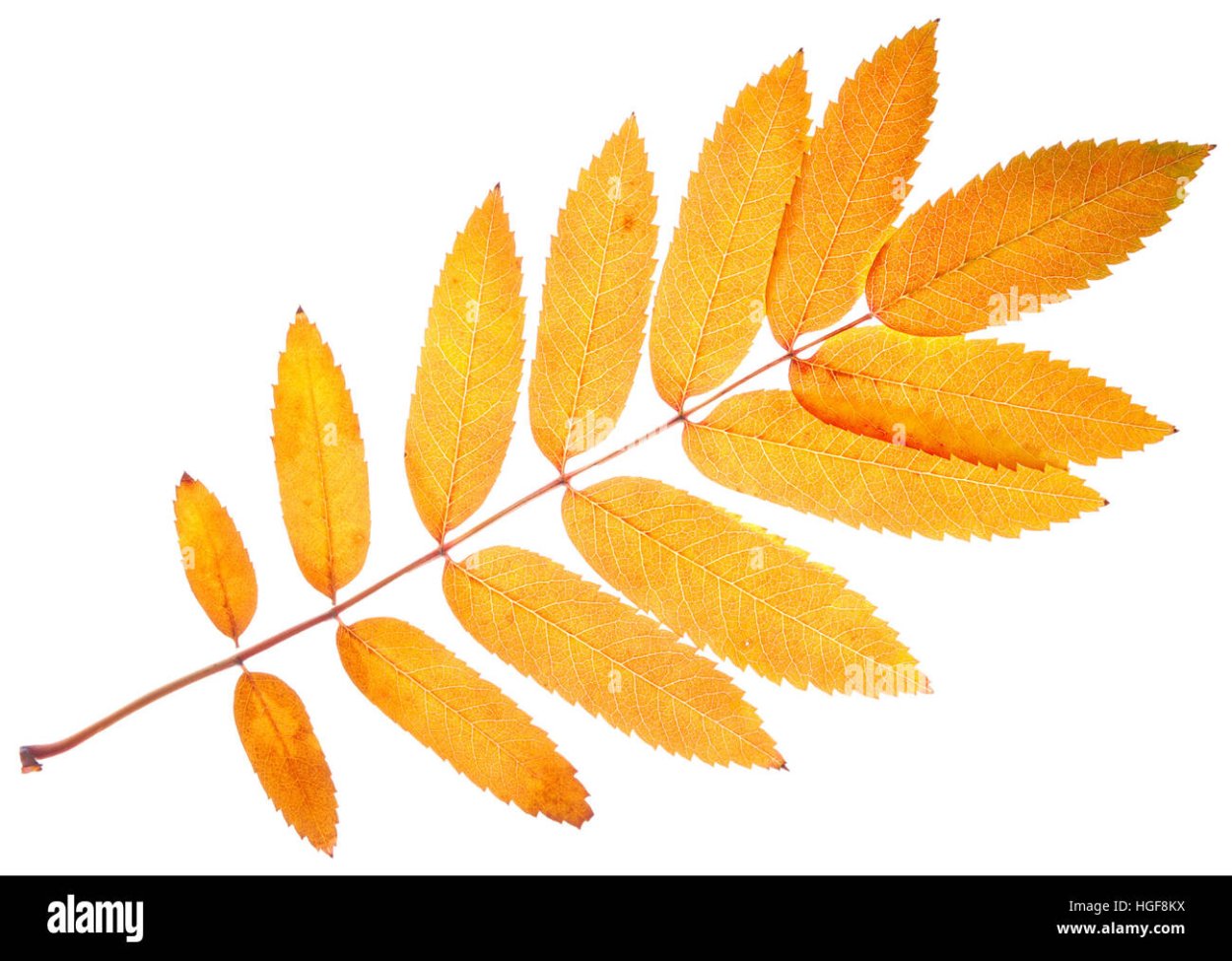 Рябина с желтыми листьями