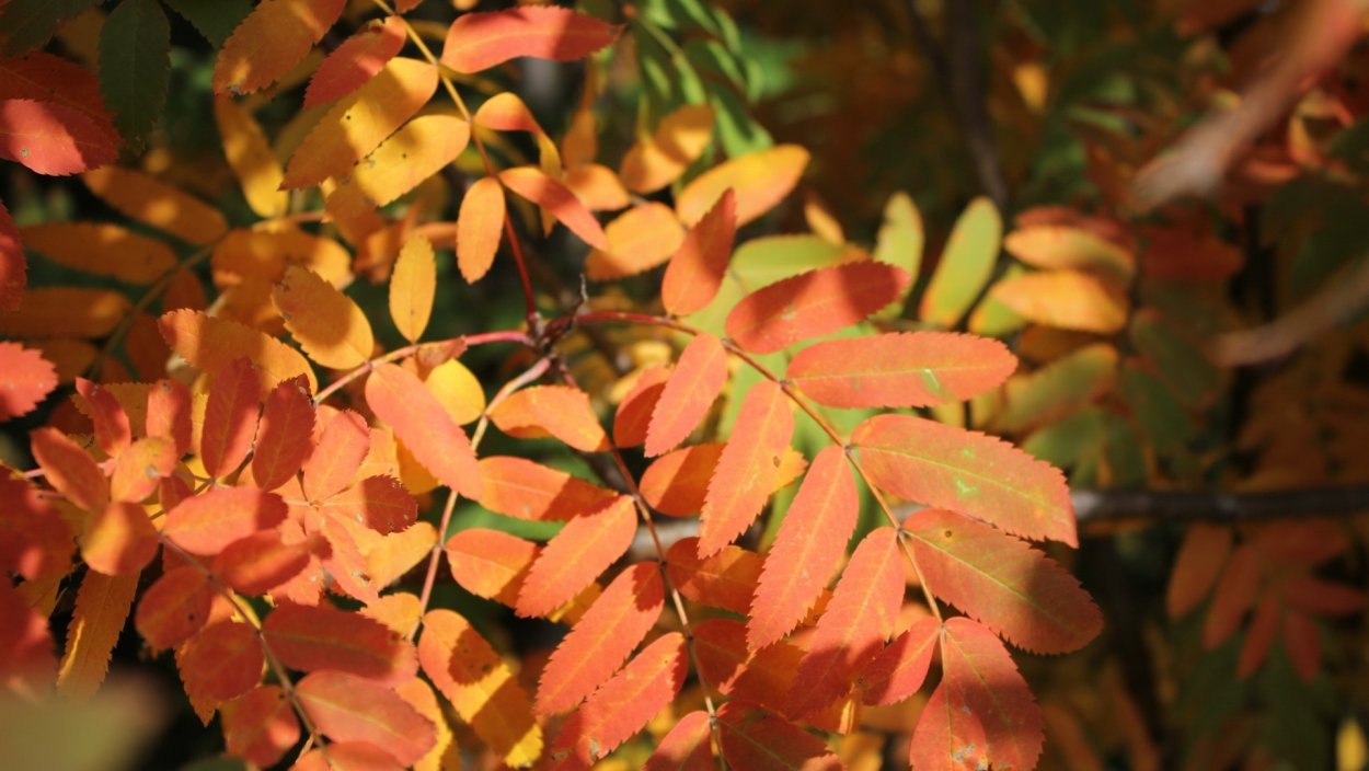 Лист акации и лист рябины