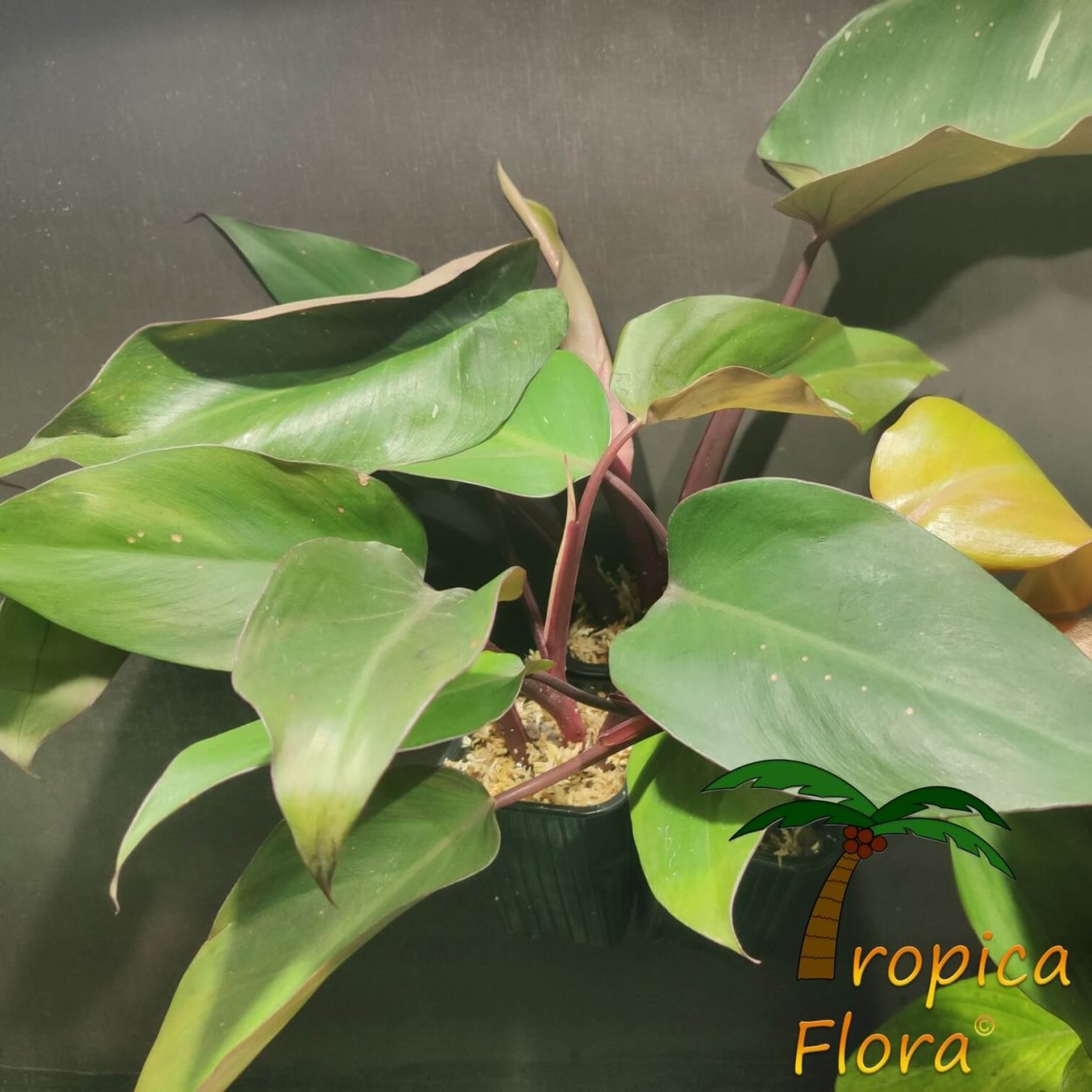 Филодендрон Вайт принцесс