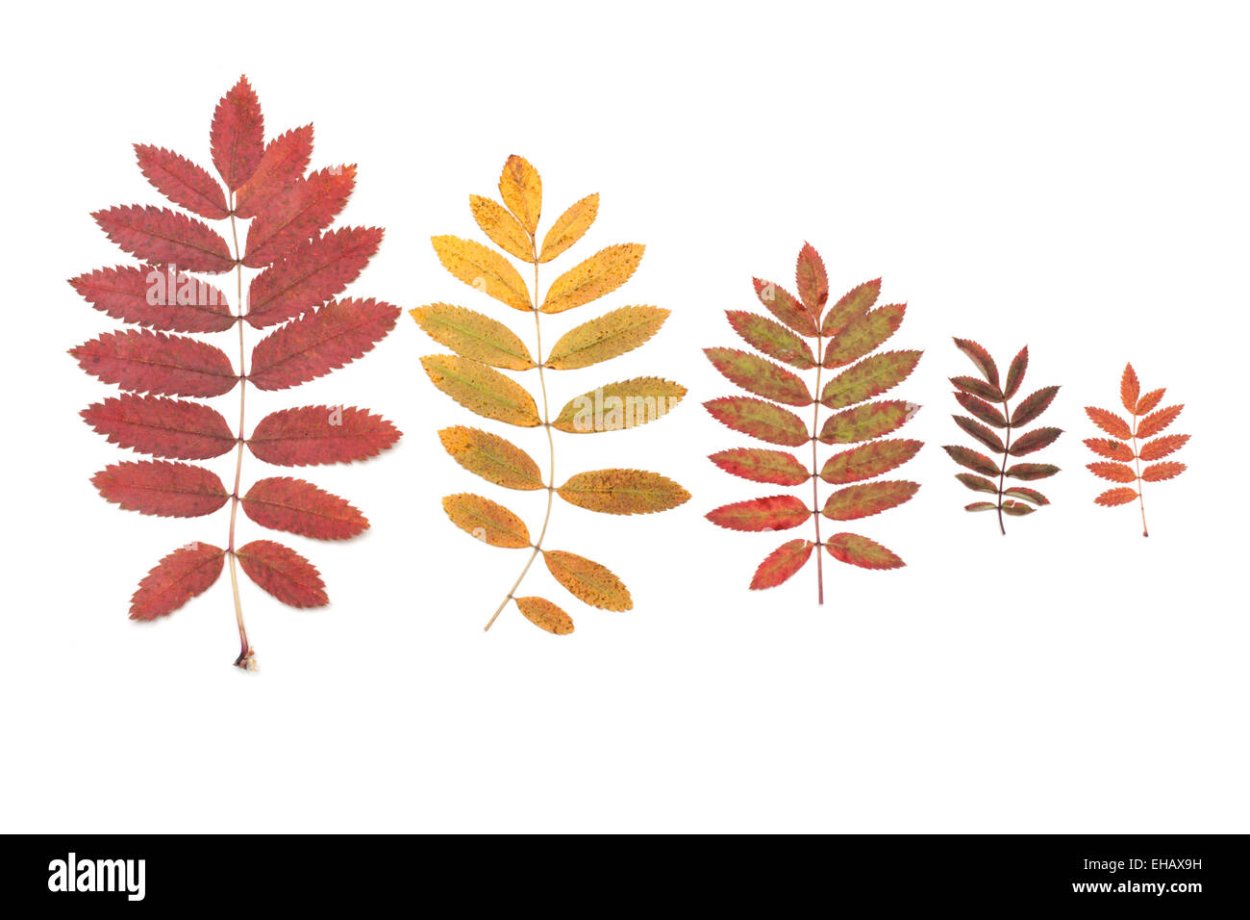 Листочки рябины для вырезания цветные