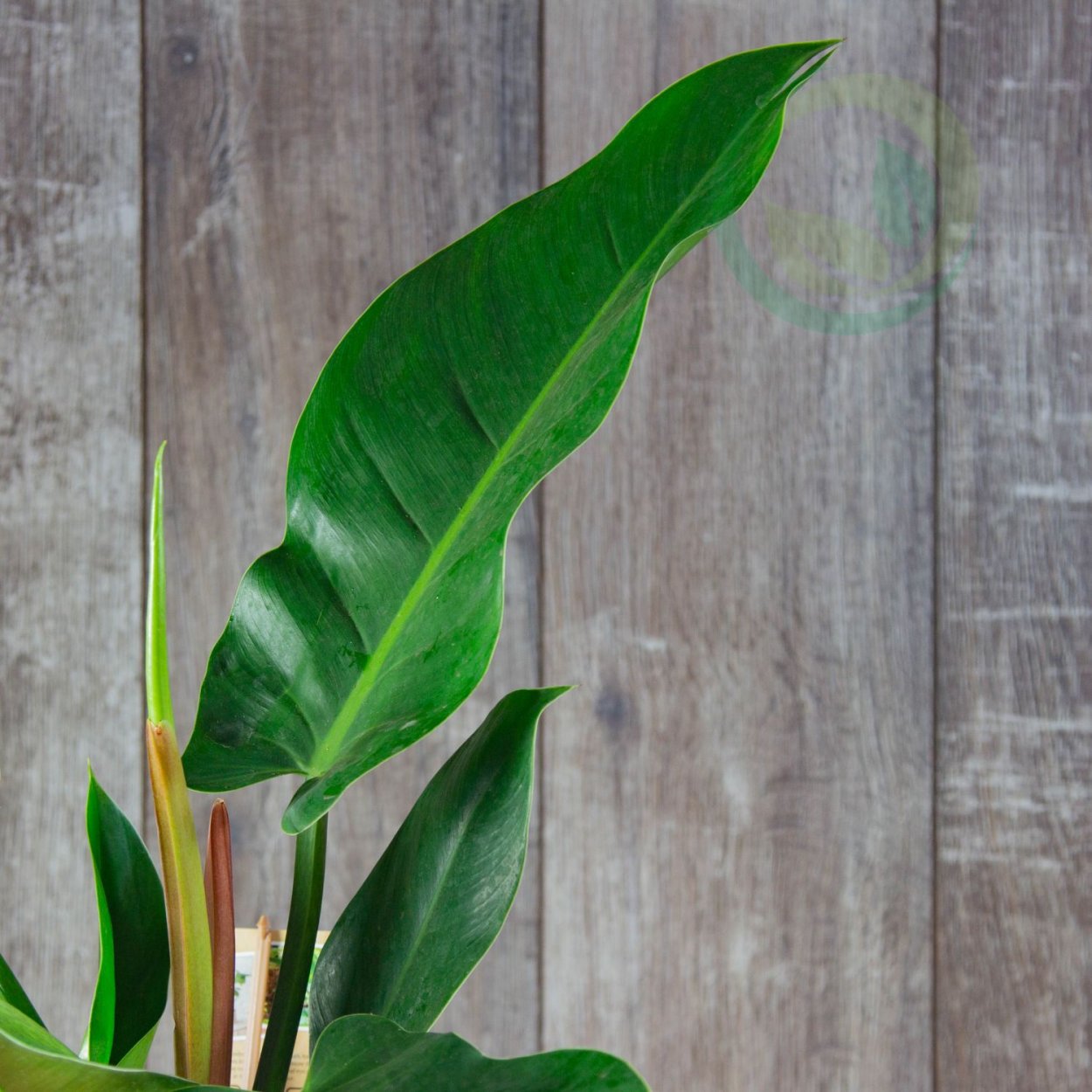 Филодендрон White Princess