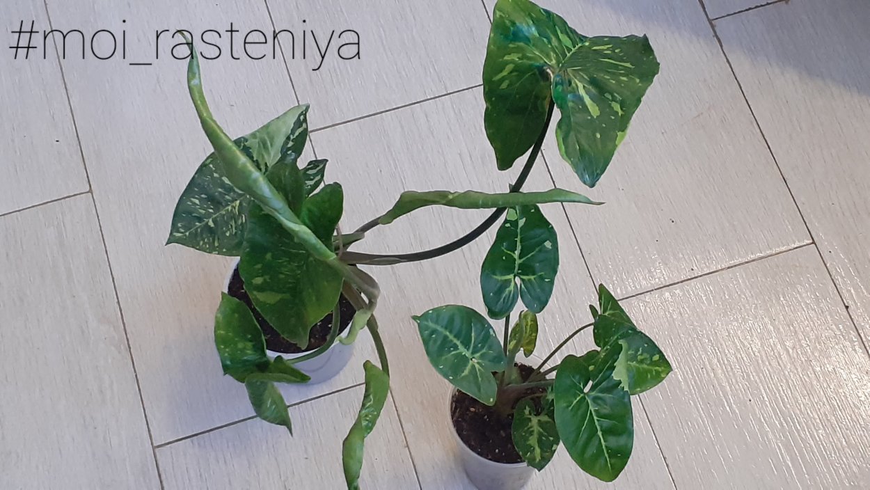 Филодендрон Пинк Квин