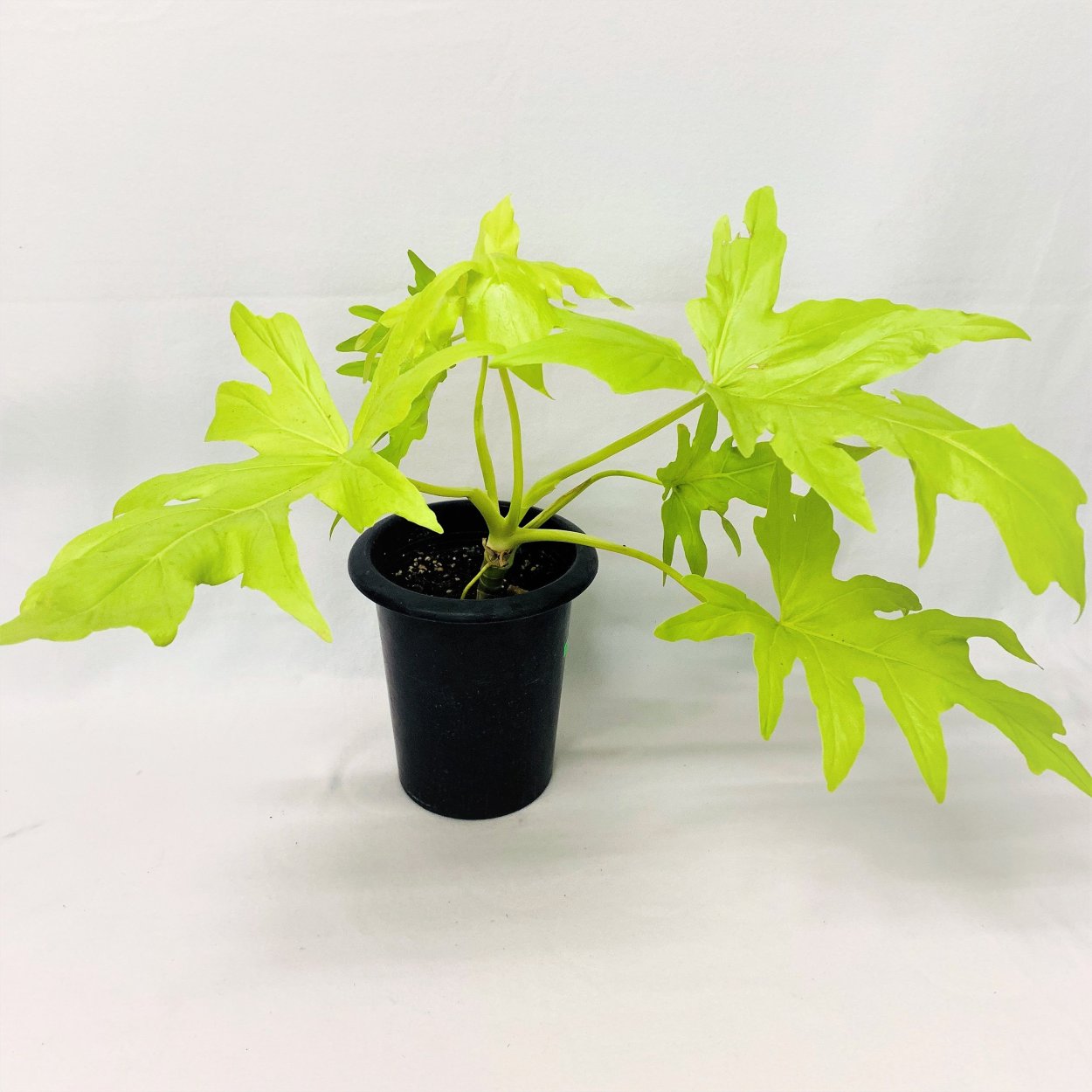 Филодендрон дваждыперистый