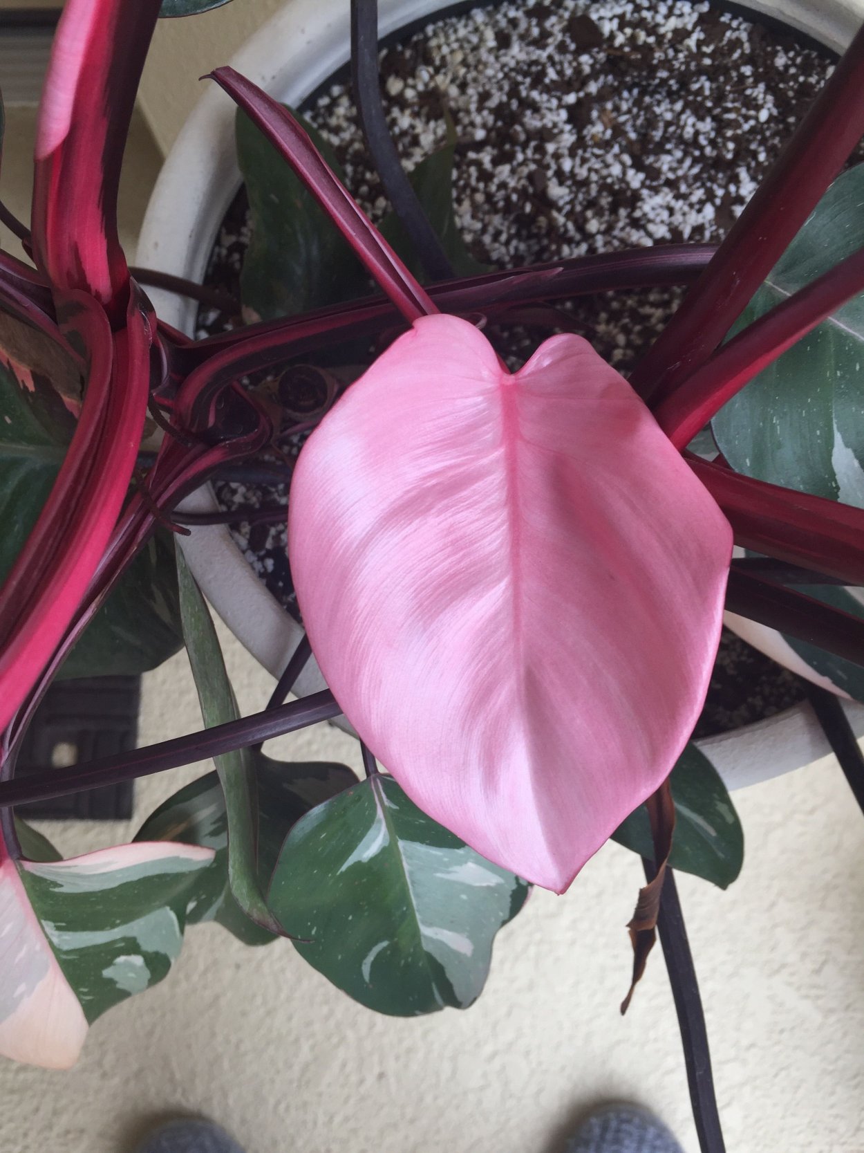 Филодендрон Pink Princess