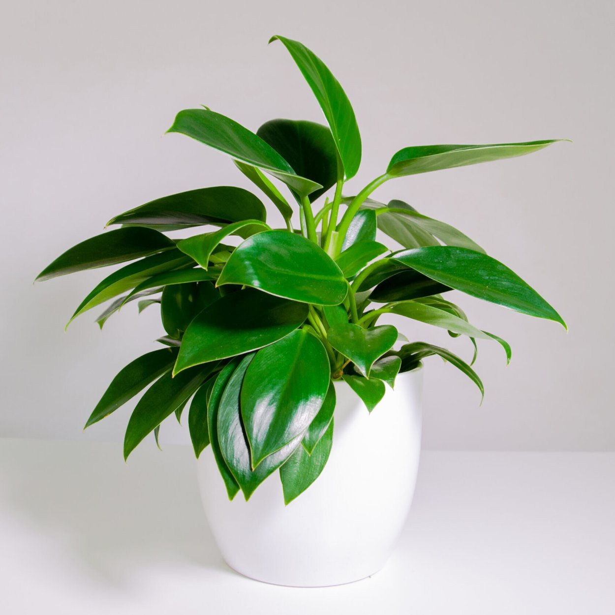 Филодендрон White Princess