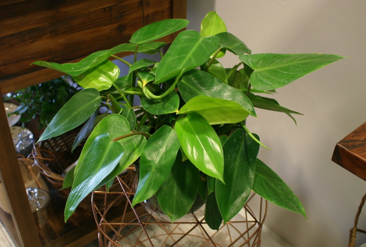 Розовая принцесса цветок