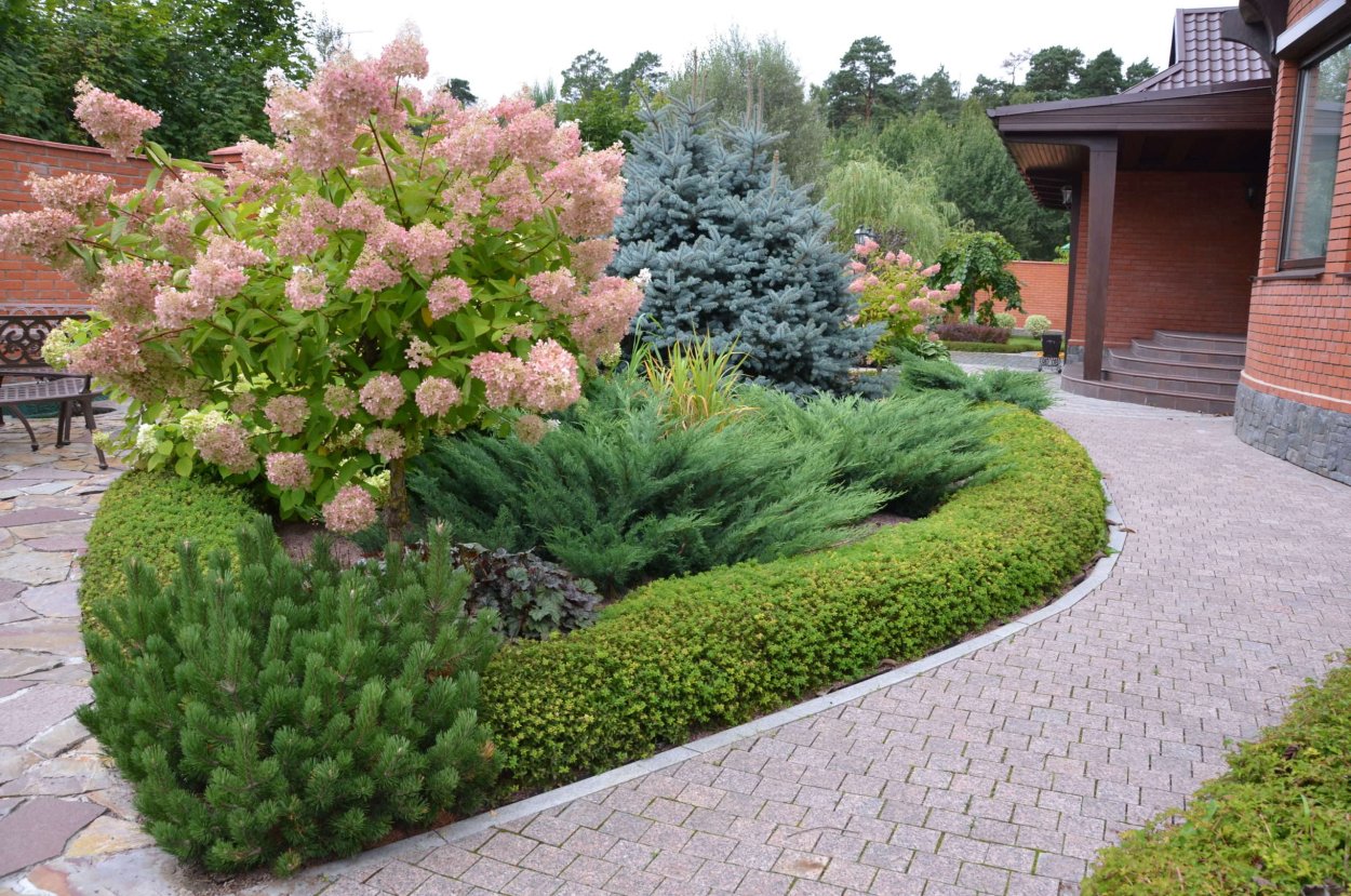 Миксбордер туя гортензия Барбарис можжевельник