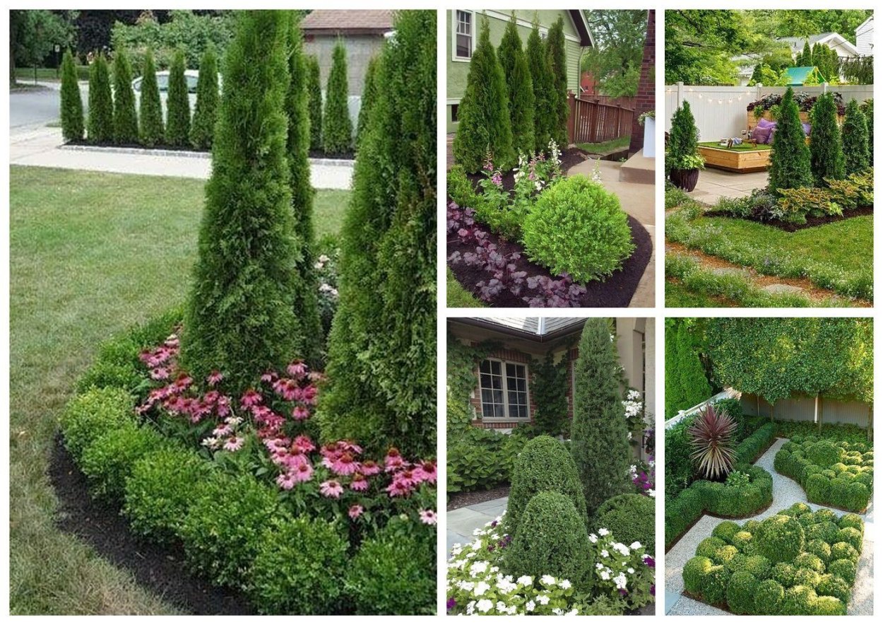 Грядка туи самшит