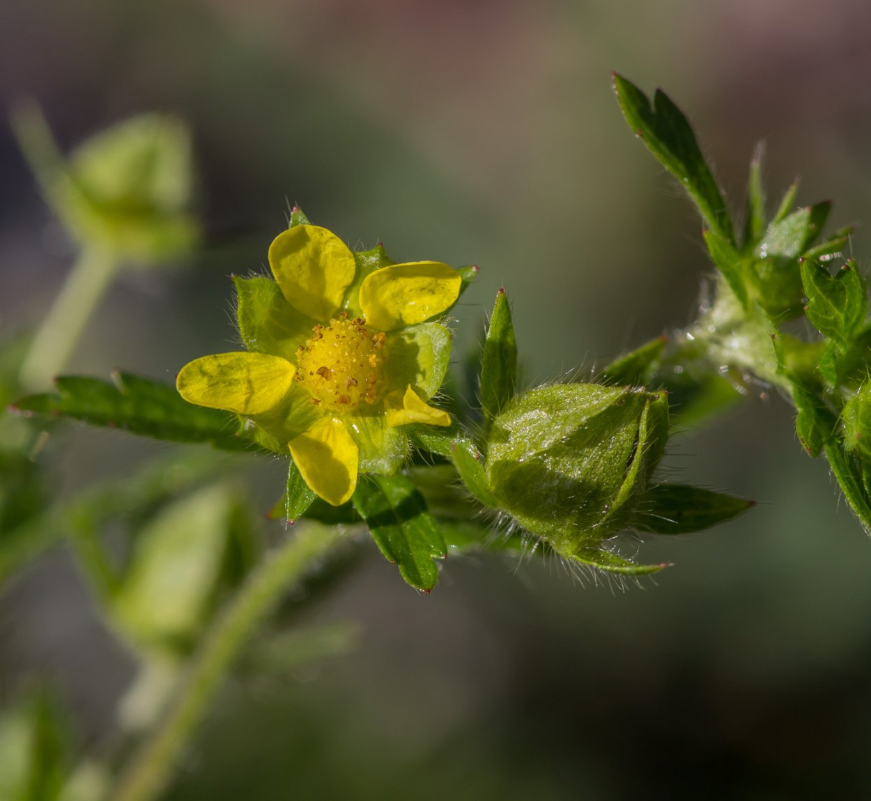 Лапчатка серебристая — Potentilla argentea l.