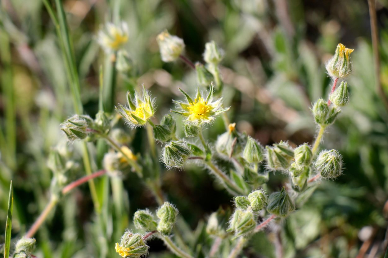 Лапчатка горлянка